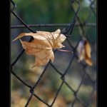 ..podzimní melancholie...