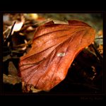 Spadnutý IV - Čas rozpadu