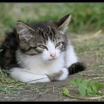 Kote II