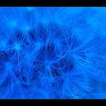 Zpěv vzdálené země