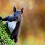 Z podzimního parku....