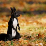 Veveřák ve střehu....