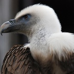 "Pohled bez života"