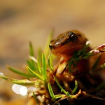 ....Cesta k vodě....