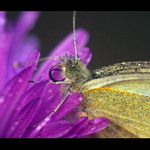 ..Orosený chlupáč..