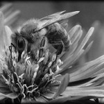 Mlsal a jeho torta plná sviec !