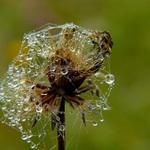 v zajetí pavučinky