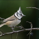 Sýkora parukářka - Parus cristatus