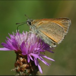 Soumračník čárečkovaný - Thymelicus lineola