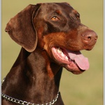 Kasandra Halit Paša