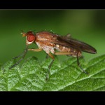 muška, jenom zlatá