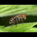  Mušák II, Dei Gratia Rex Muchorum