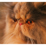 perská krémová želvovinová