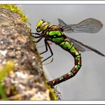 Kladu,kladeš ,klademe....