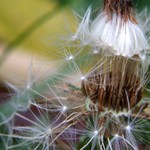 ...poslední chmýří...