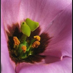 Pestíky a blizny II