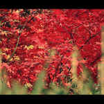 Japonský Javor na podzim