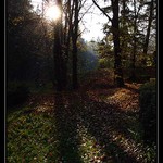 tak jednou na podzim v lese..