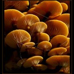 the mushroom kingdom..