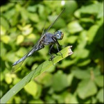 V poledne odlétáme