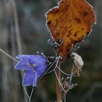 zima klepe na dveře