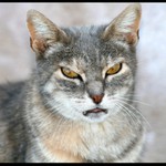 vrrrr, ostrá kočička