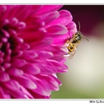 Paravespula vulgaris