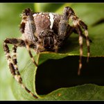 pavúk pre šťastie...