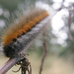 expres na trati lopuch-tráva-bodlák přijíždí na třetí stonek