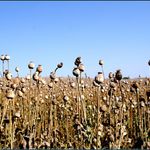 Chrastím si chrastím ...