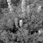 kytička na zahradě