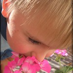 Jak voní muškáty...?