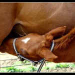 Není nad pravé koňské mléko :-))