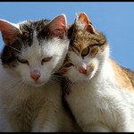 Když dva se rádi mají...