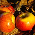 Podzimní jablíčka...