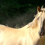 Za brzkého rána s kapkou mhly :-)