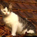 Střešní hlídač :-)