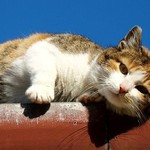 Střešní pohodář :-)