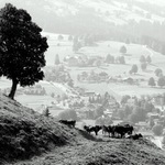 Pastva v Schladmingu