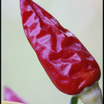Red hot chili