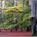 Podzimní malování