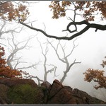 Suchá torza v mlze.