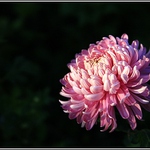 Než zapadlo slunce.