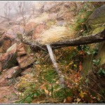 Podzimní krajinný detail