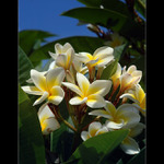 Kvety stredozeme (Plumeria)