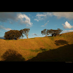 -= Trees & shadows =-