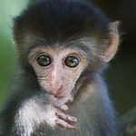 Macaca