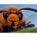 NEVYRUŠUJ  !!!  OBEDUJEM: