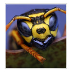 DAJ RUKU ! BUDE SRANDA