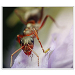 POŠKRABKÁM TI CHRBÁTIK